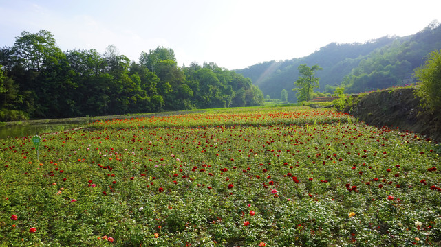 桃花岛七