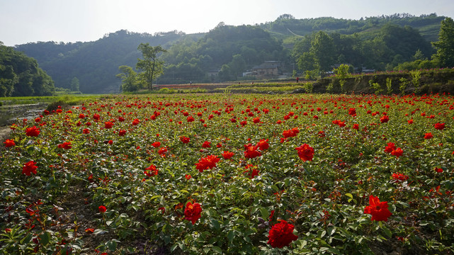 桃花岛玫瑰园