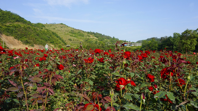 桃花岛风景