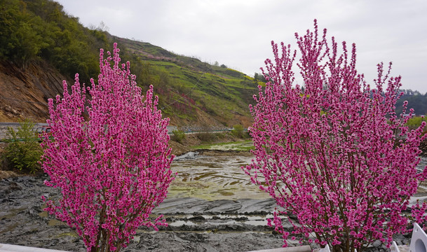 春天桃花五