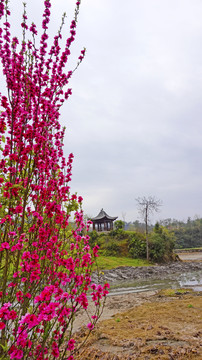 春天桃花岛十