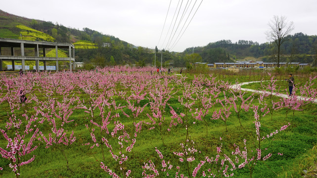 春天桃花岛五