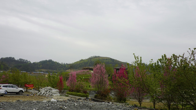 春天桃花岛一