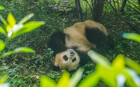 熊猫繁育基地