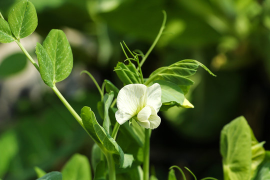 豌豆花