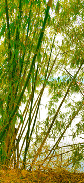 斜长泛黄的竹子