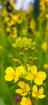 油菜花特写