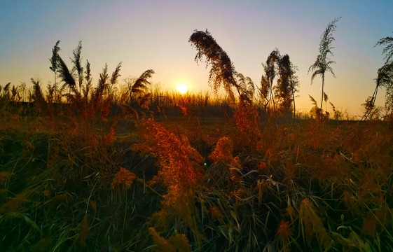 夕阳下的芦苇