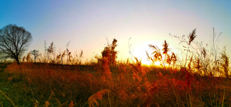 夕阳下的芦苇