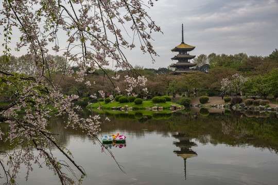 武汉东湖樱花园