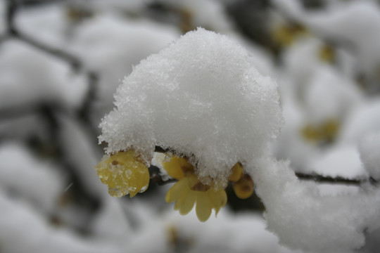 腊梅花