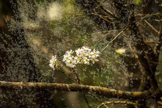 李子花