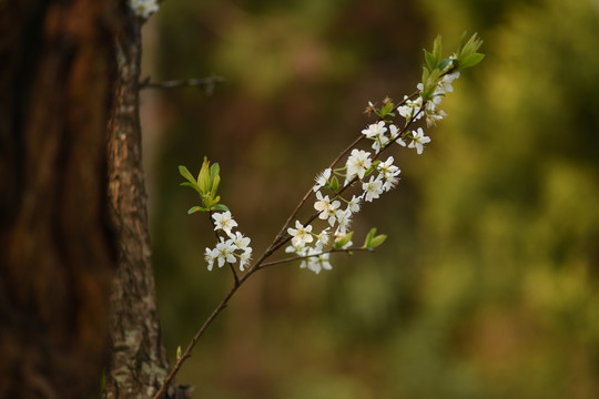 李子花