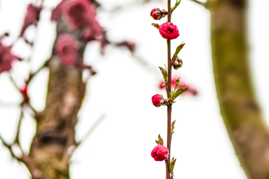 红色樱花