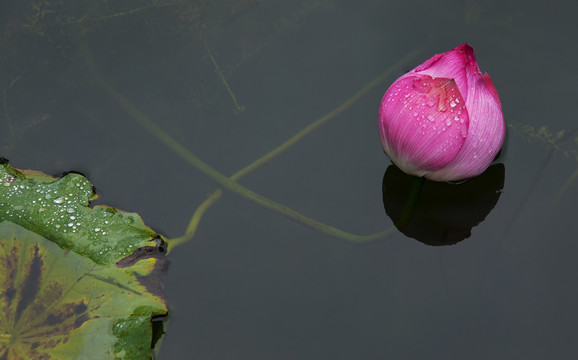 花卉荷花