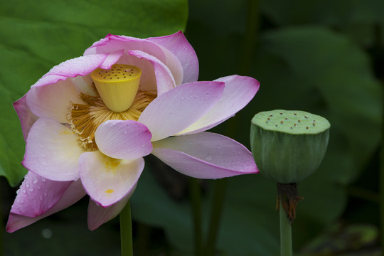 花卉荷花