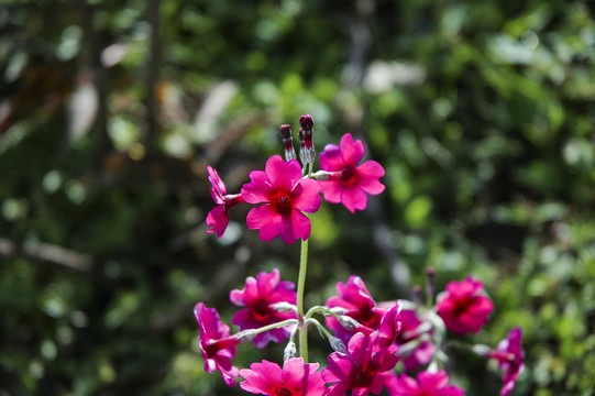 红花1花草