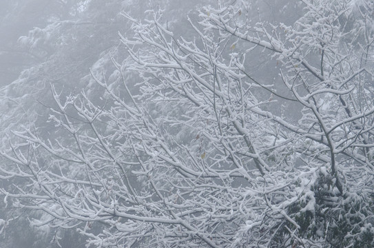 雪景曲枝