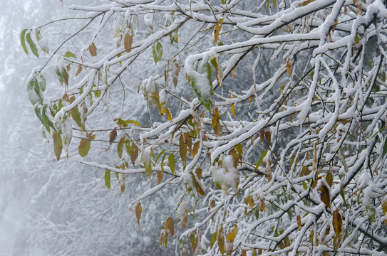 雪景曲枝