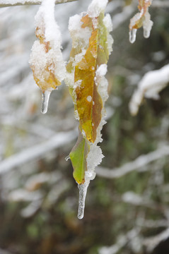 雪景曲枝