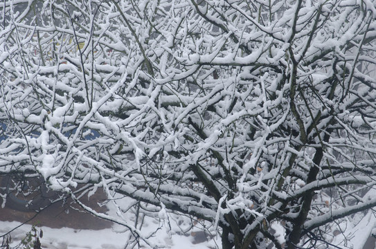 傲雪寒梅