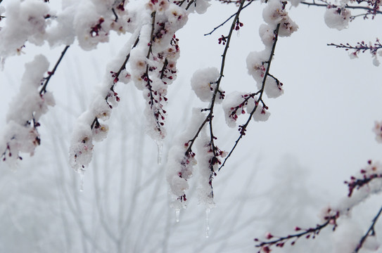 傲雪寒梅