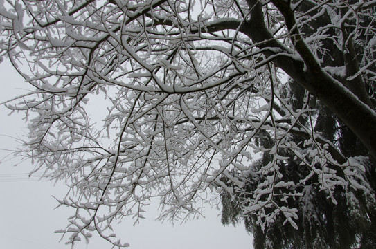 雪景曲枝