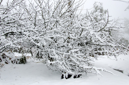 雪景曲枝