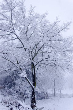 雪景曲枝