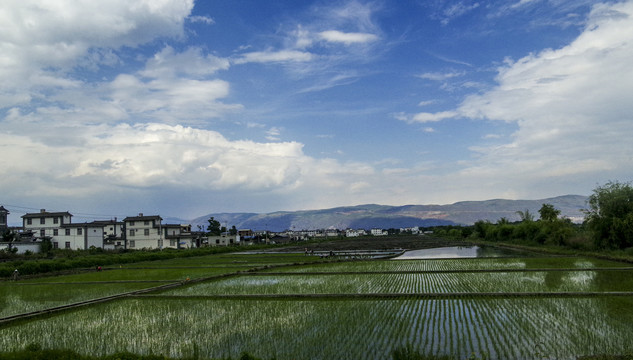 水稻田