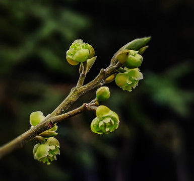 山胡椒花