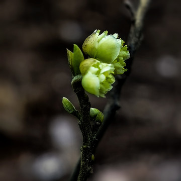 山胡椒花