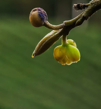 山胡椒花