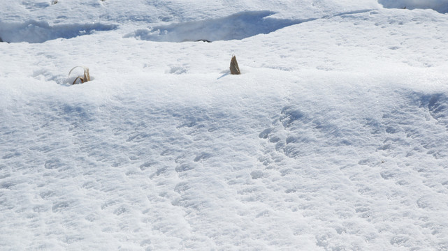 厚厚的积雪