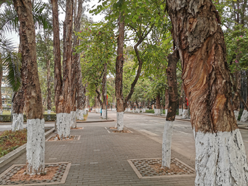 行道树 中山大学校园