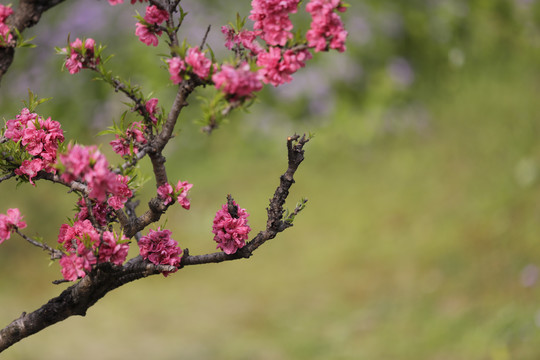 桃花