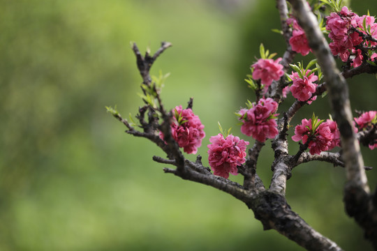 桃花