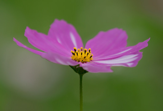 格桑花