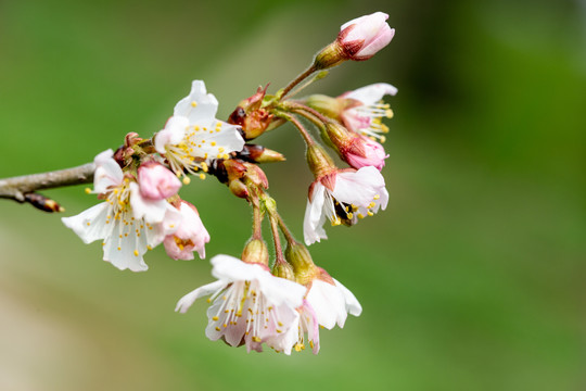 樱桃花