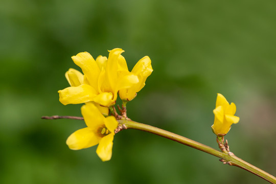 迎春花