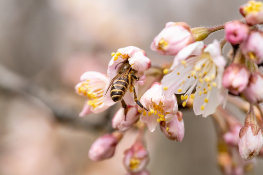 蜜蜂采花粉