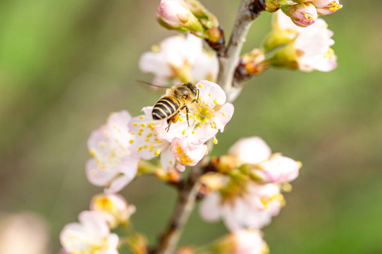 蜜蜂采花粉