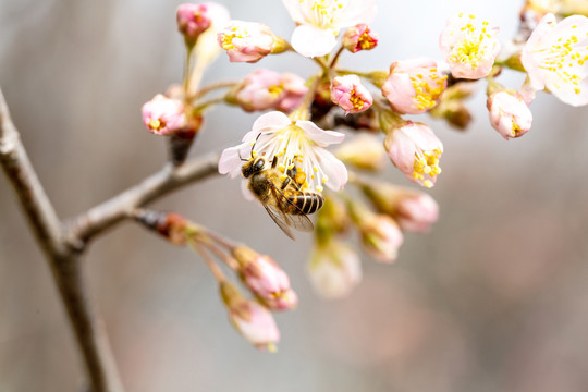 蜜蜂采花粉