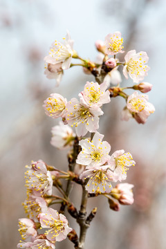 樱桃花