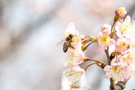 蜜蜂采花粉