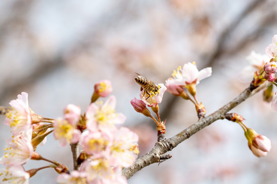 樱桃花