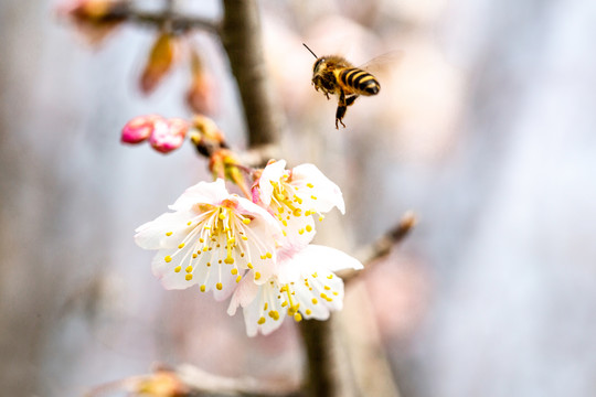 蜜蜂采花粉