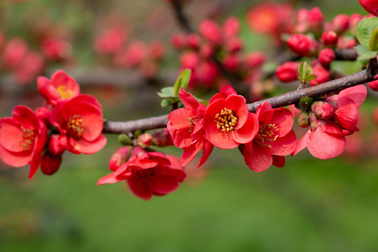 情人节花卉