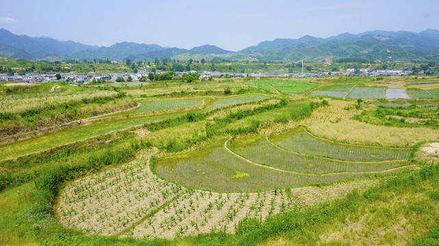 龙坝风景农田