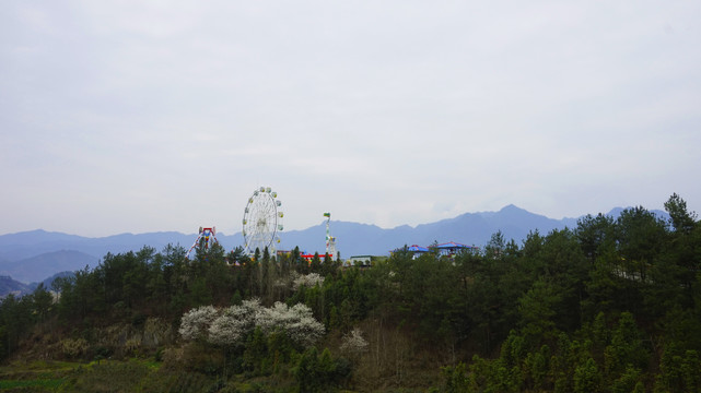 中峰樱花远拍